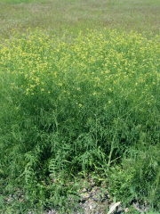 tumble mustard(Sisymbrium altissimum)